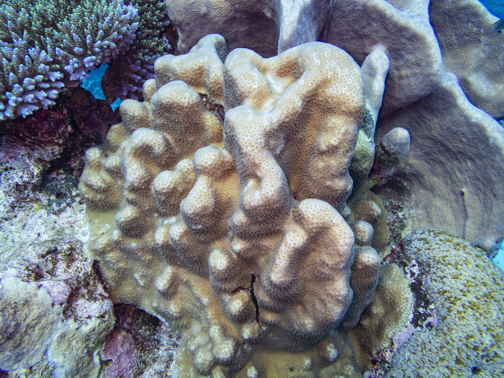Knob Coral