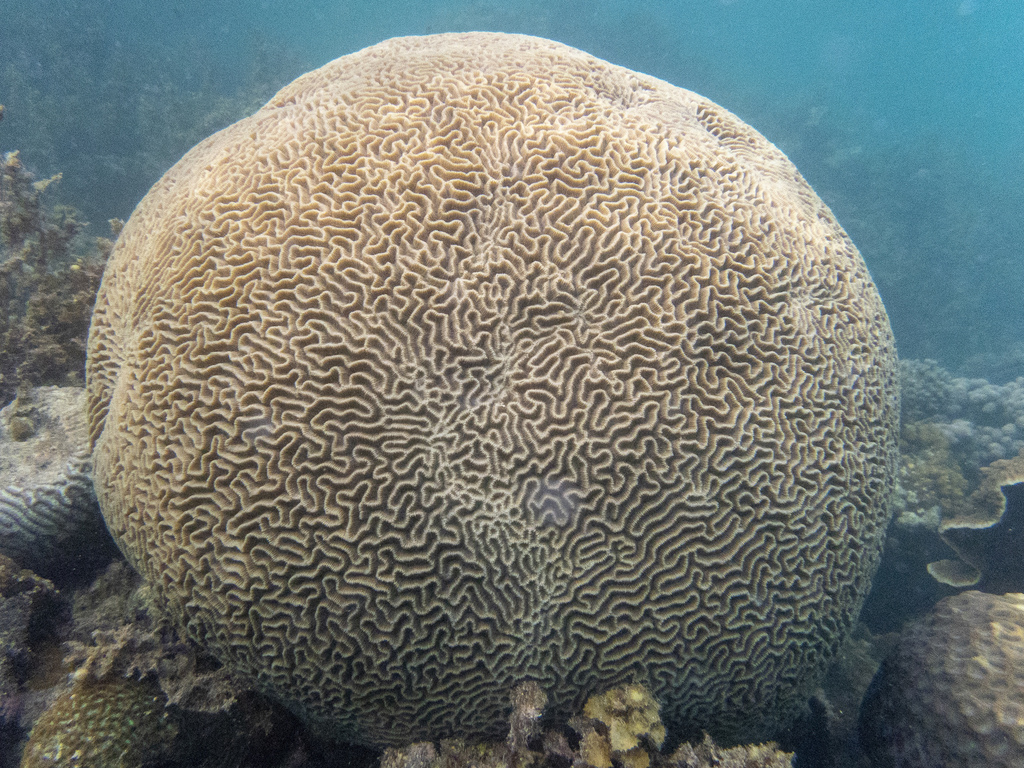 Lesser Valley Coral