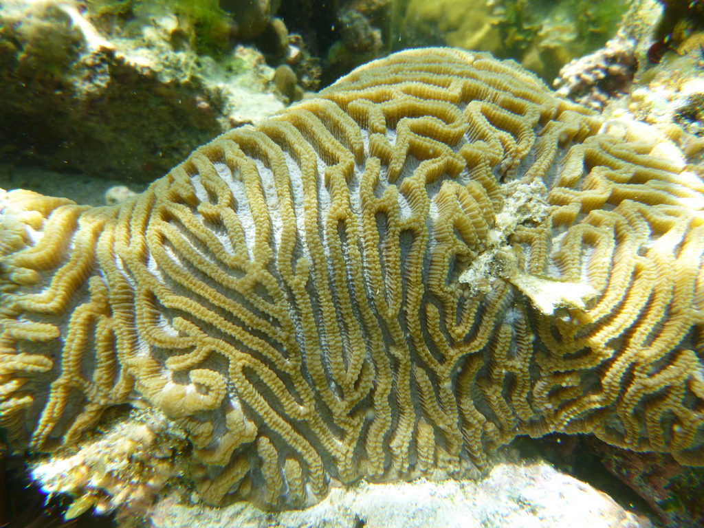 Lesser Valley Coral
