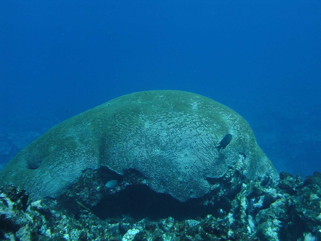 Corail cerveau dédale