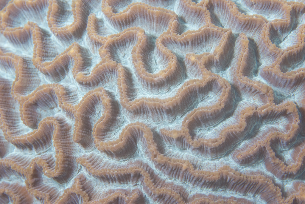 Corail cerveau dédale