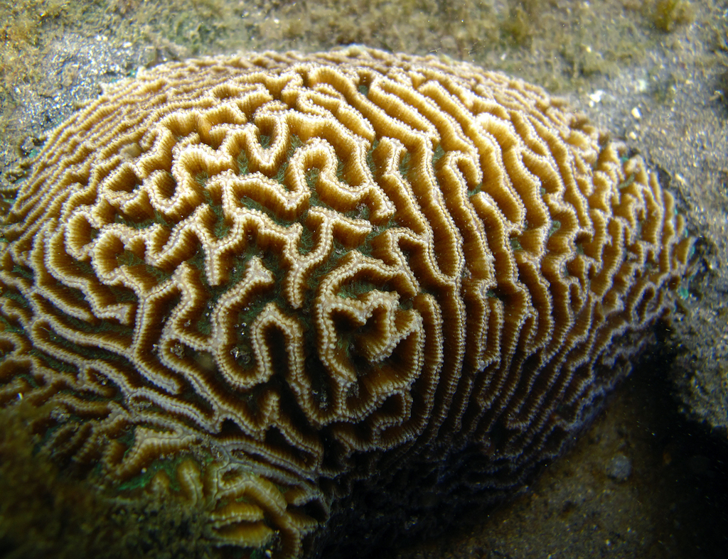 Corail cerveau dédale