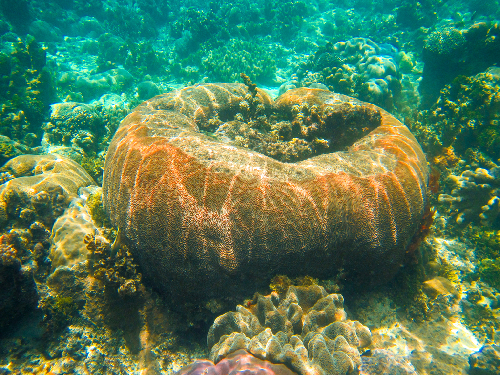 Corail cerveau dédale