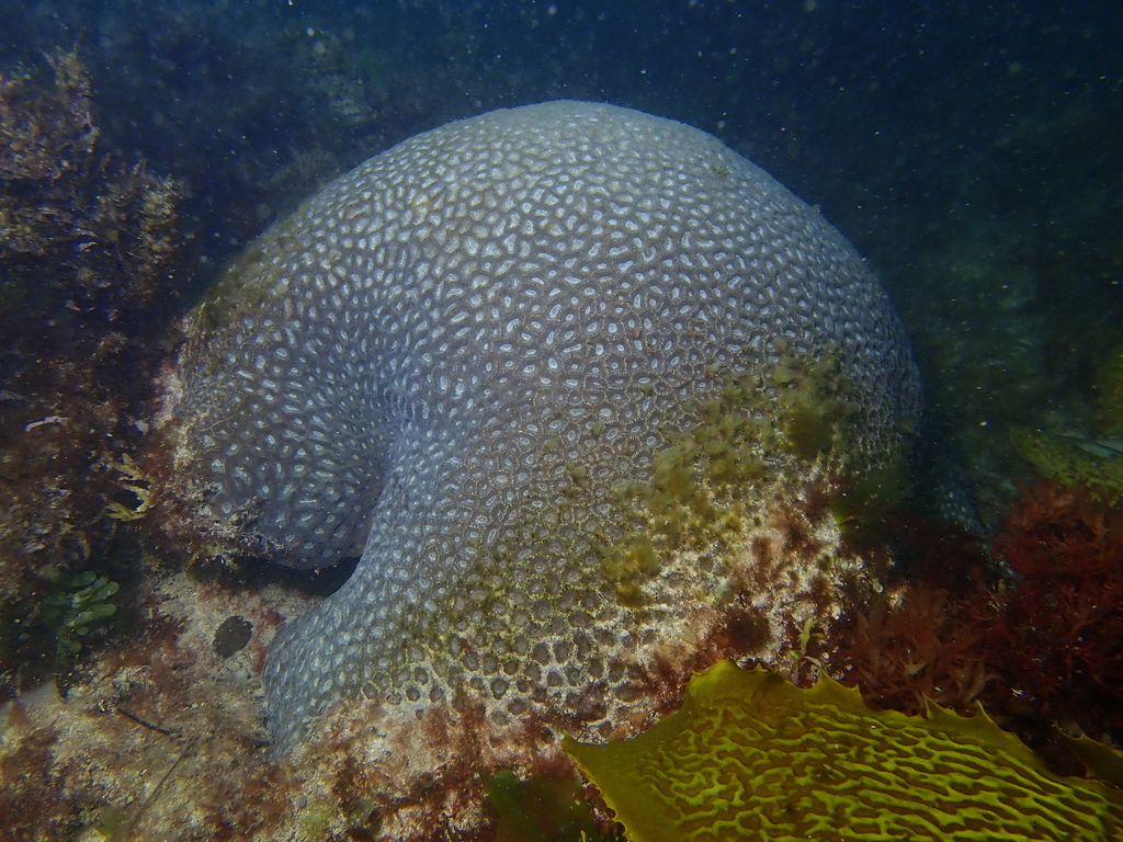 Larger Star Coral