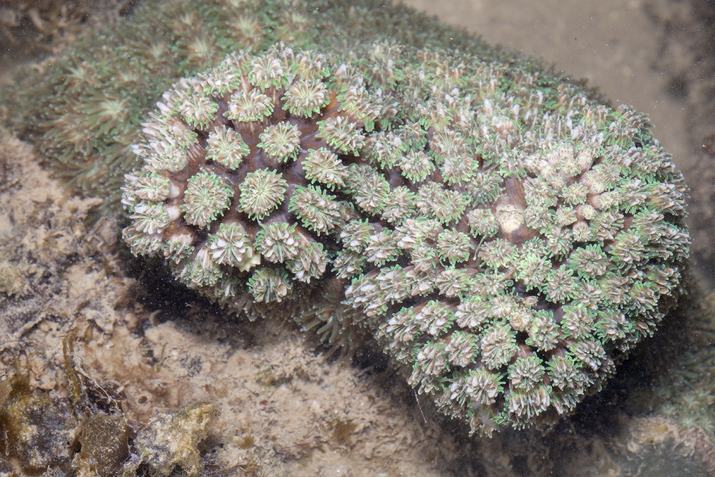 Galaxy Coral