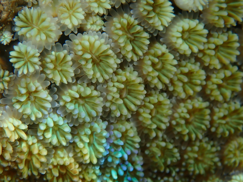 Galaxy Coral