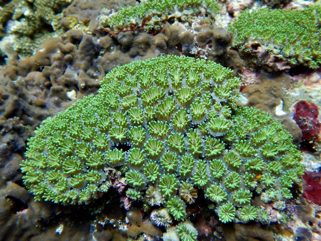 Galaxy Coral
