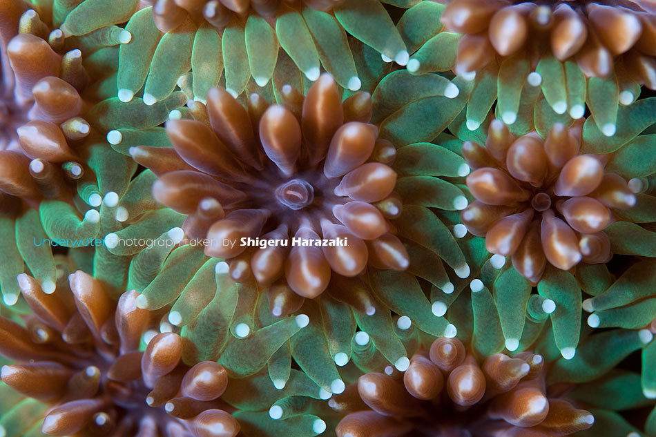 Galaxy Coral