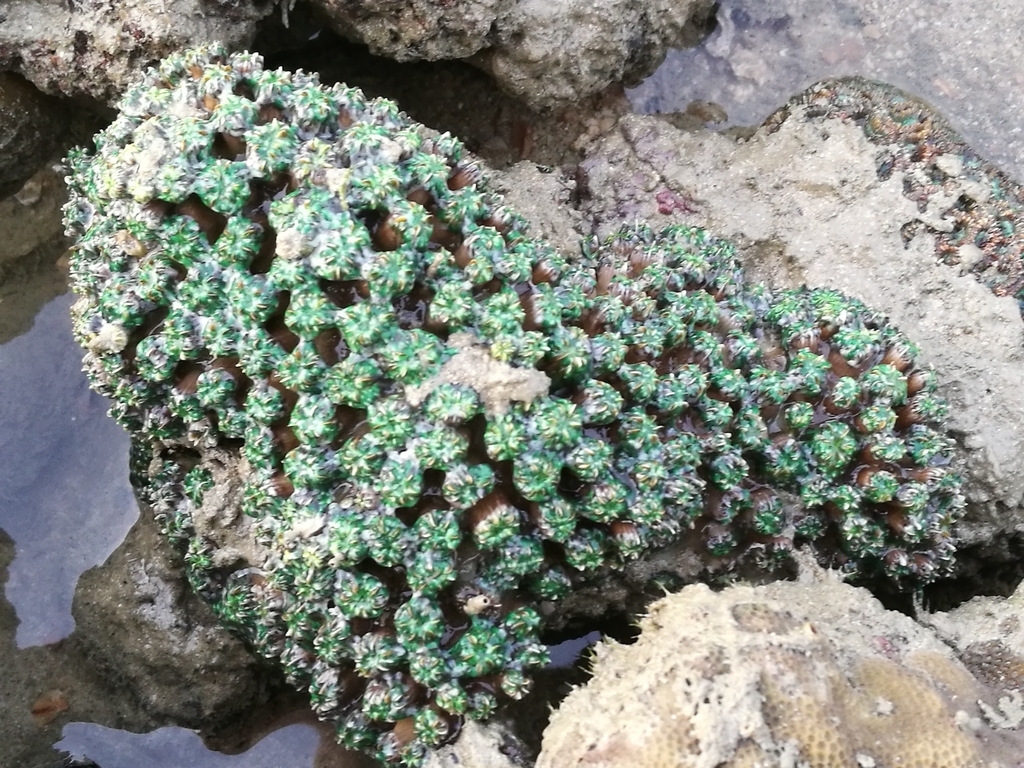 Galaxy Coral