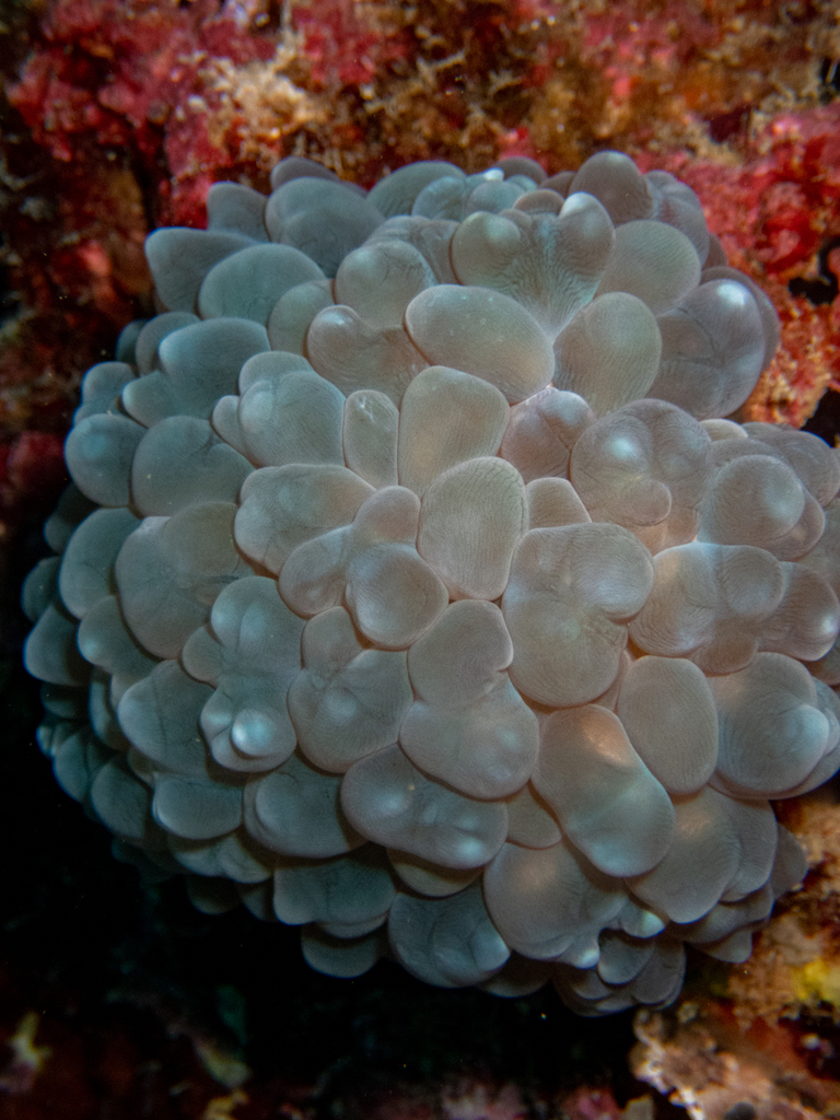 Bubble Coral