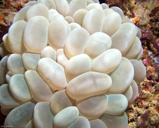Bubble Coral
