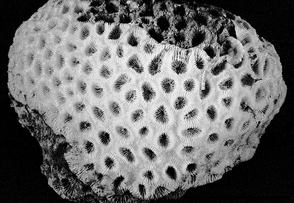 Corail nid d'abeille