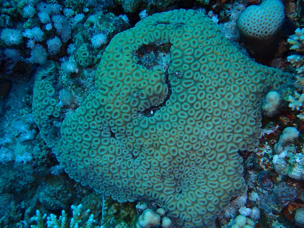 Head Coral