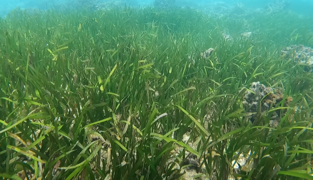 Herbe en faucille