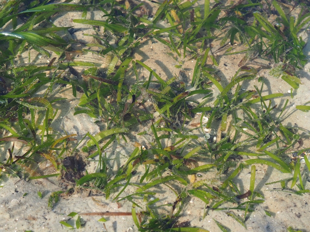 Sickle seagrass