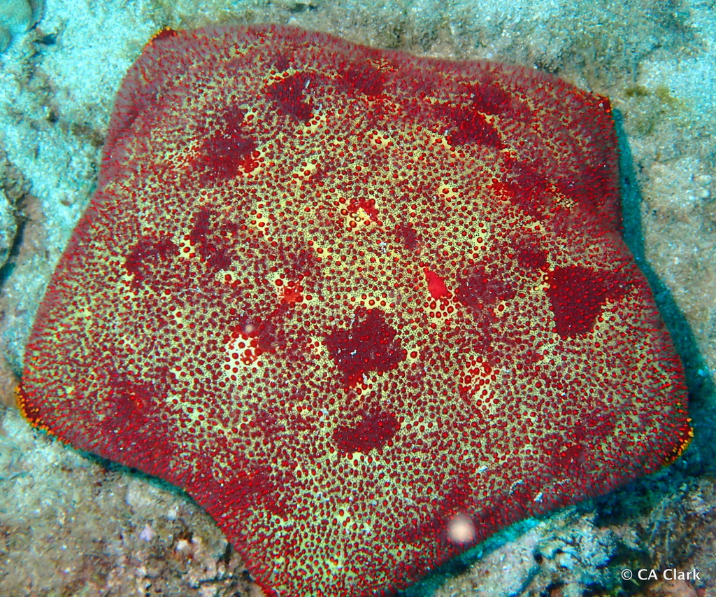 Etoile-coussin Pacifique