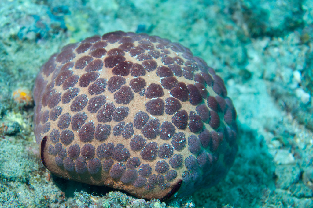 Pillow Cushion Star