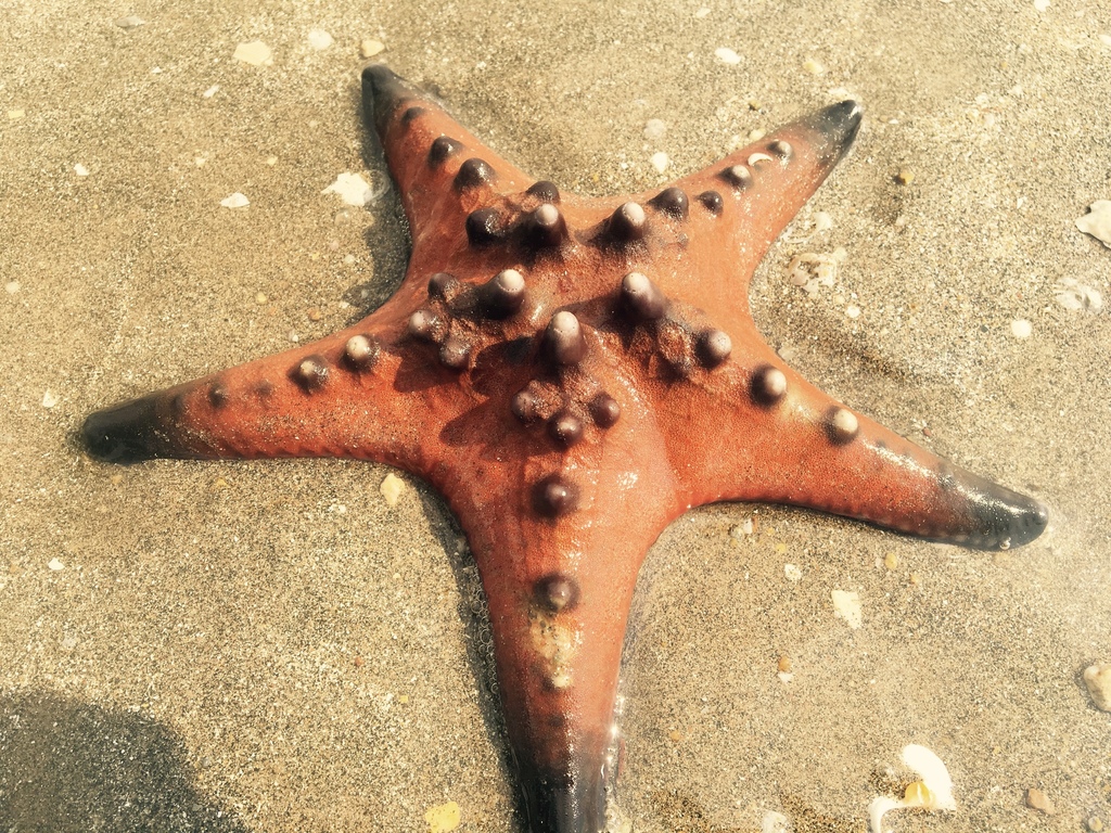 Etoile de mer à cornes