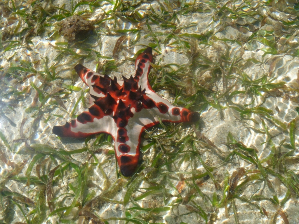 Etoile de mer à cornes