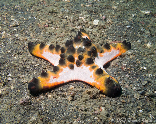 Etoile de mer à cornes