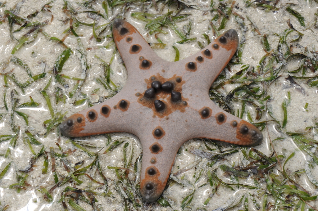 Chocolate Chip Sea Star