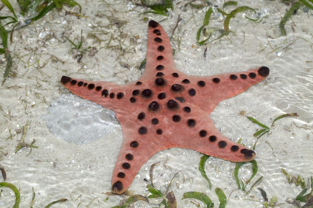 Etoile de mer à cornes