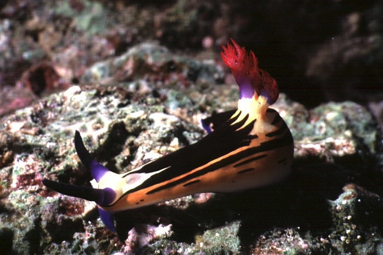 Nembrotha de mer Rouge