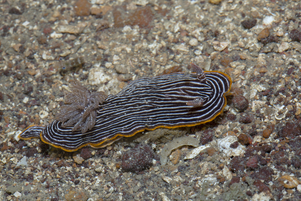Many-lined Nudibranch