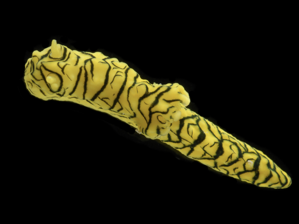 Banana Nudibranch
