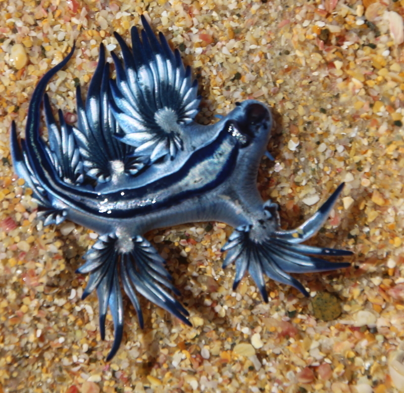 Dragon bleu pélagique