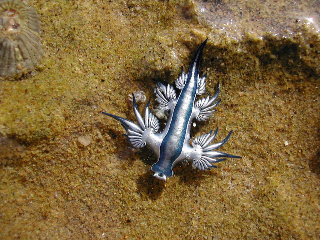 Dragon bleu pélagique