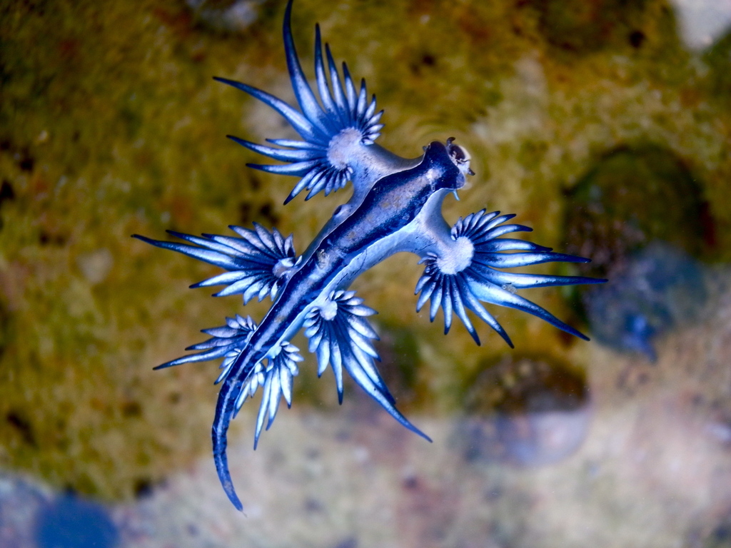Dragon bleu pélagique