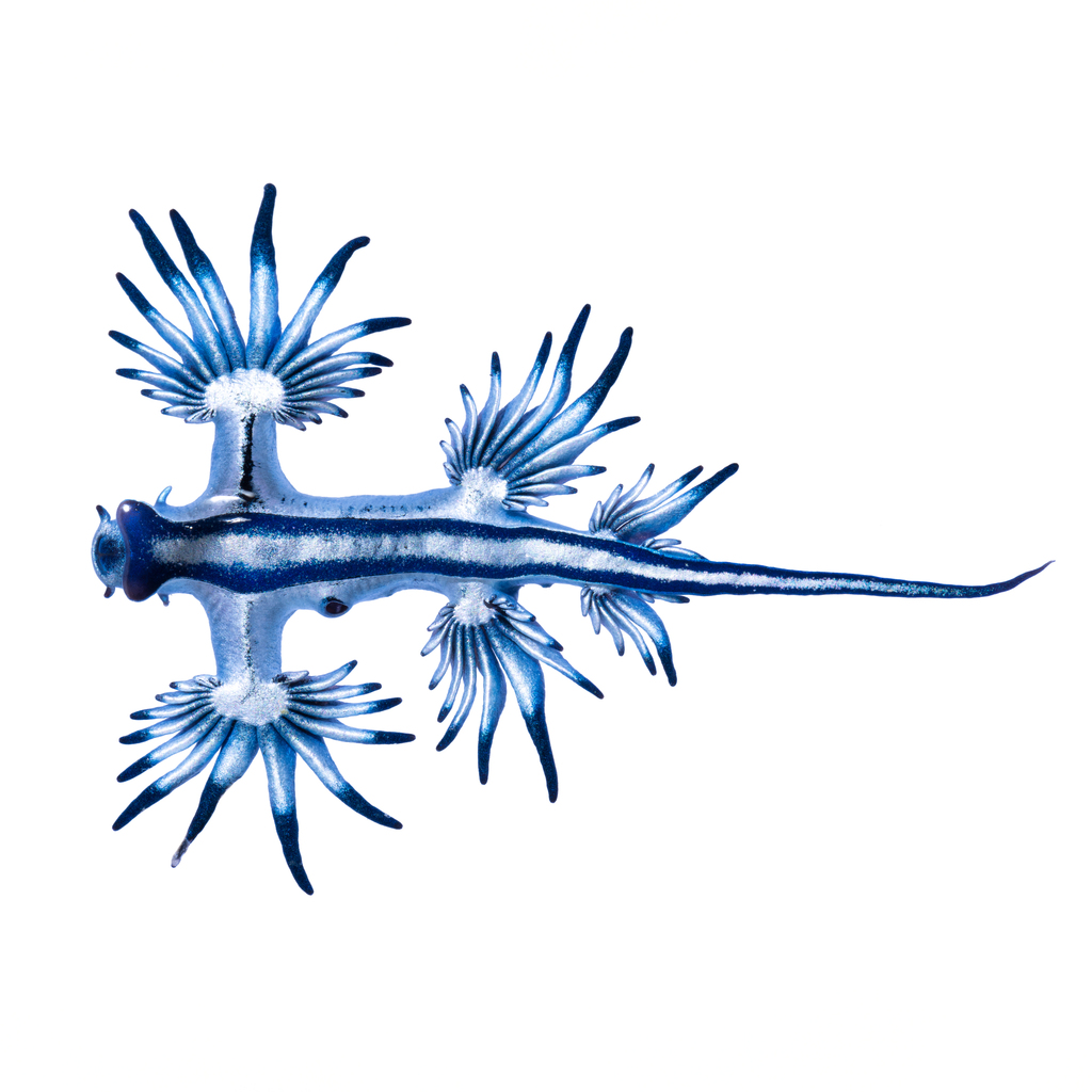 Dragon bleu pélagique