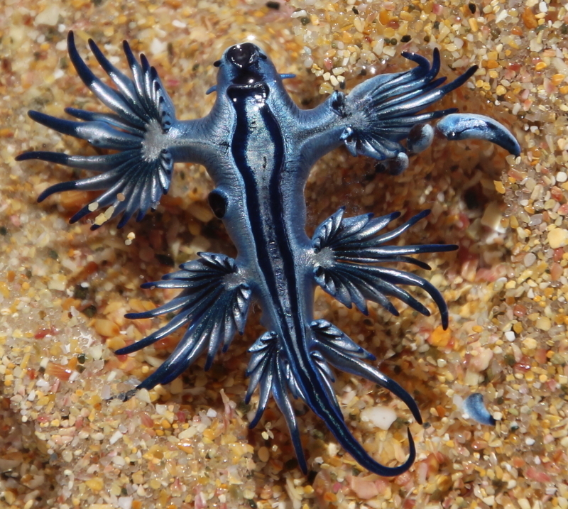 Dragon bleu pélagique