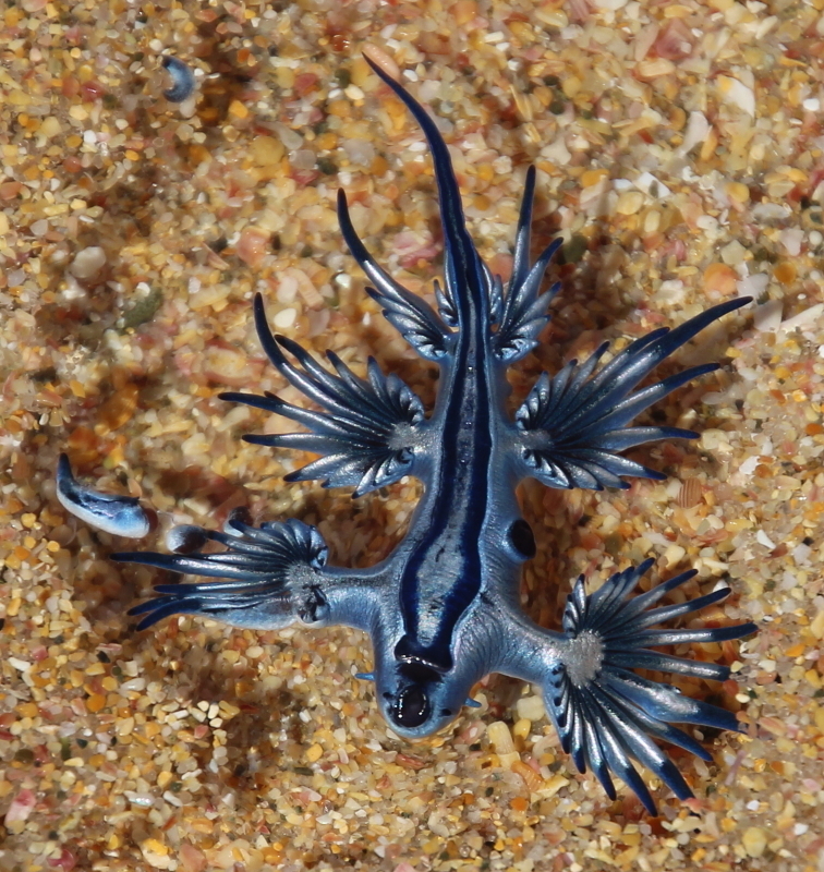 Dragon bleu pélagique