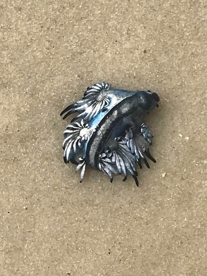 Dragon bleu pélagique