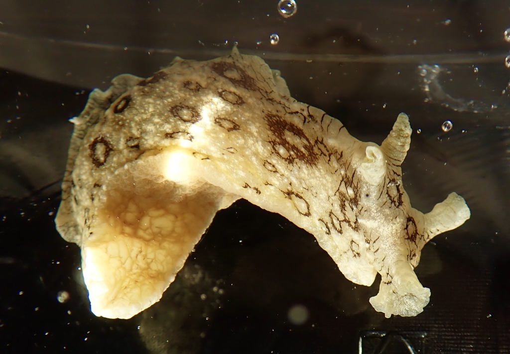 Lièvre de mer ocellé