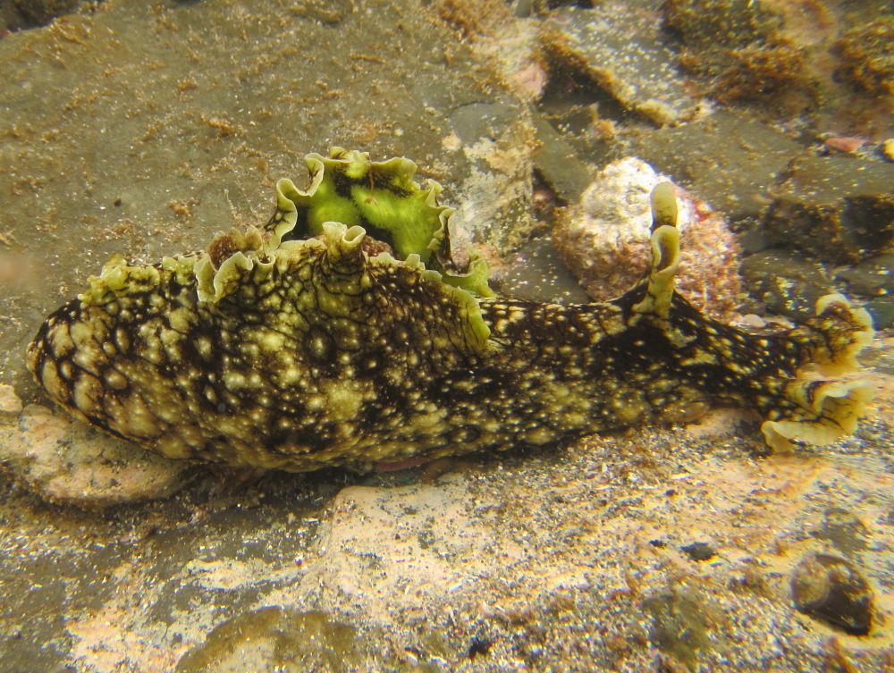 Lièvre de mer ocellé