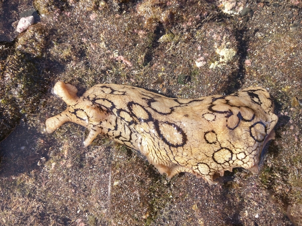 Lièvre de mer ocellé