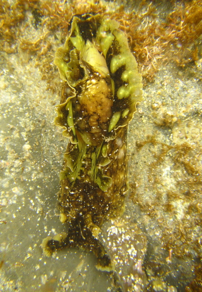 Lièvre de mer ocellé