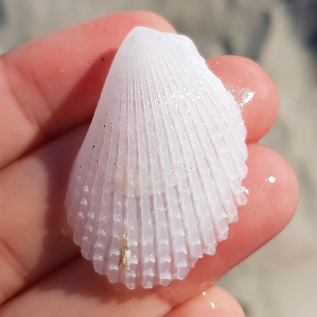 Spiny File Clam