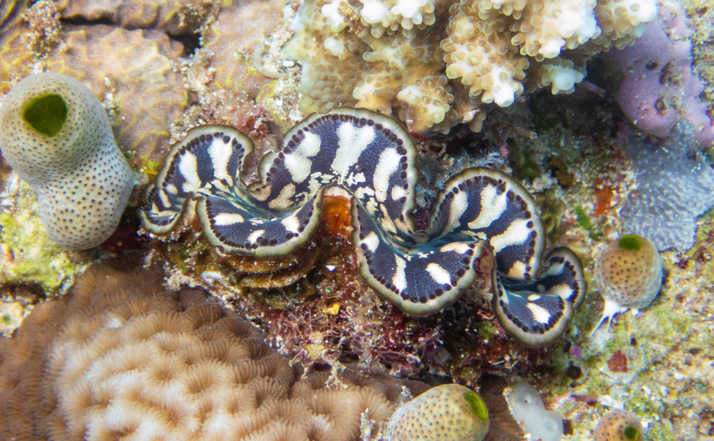 Small Giant Clam