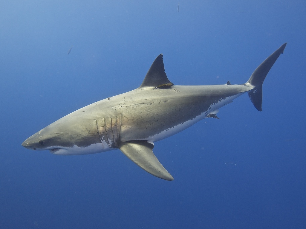Grand requin blanc
