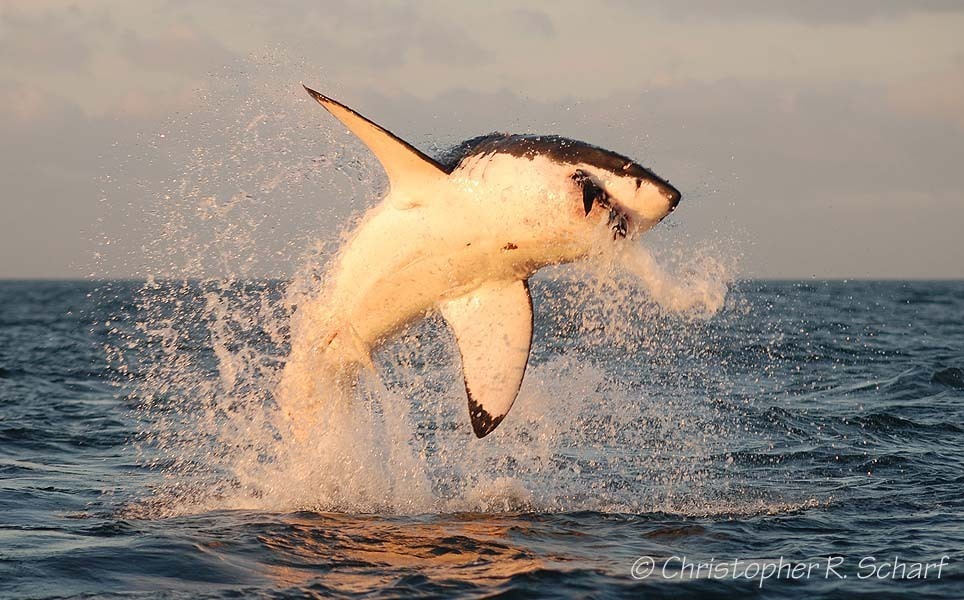 Grand requin blanc