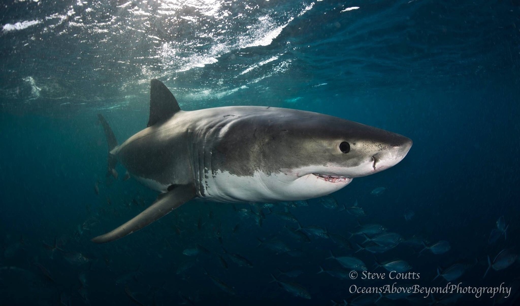 Grand requin blanc