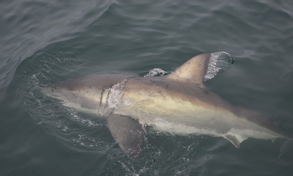 Grand requin blanc