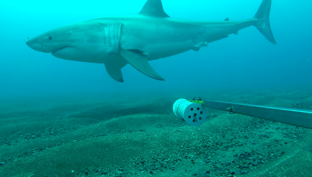 Grand requin blanc
