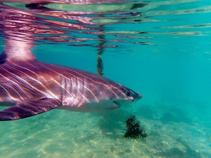 Grand requin blanc