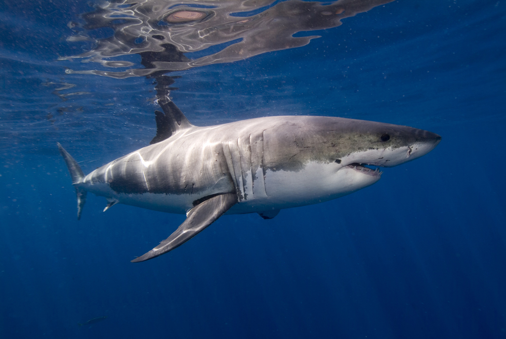 Great White Shark