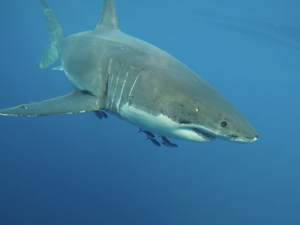 Grand requin blanc